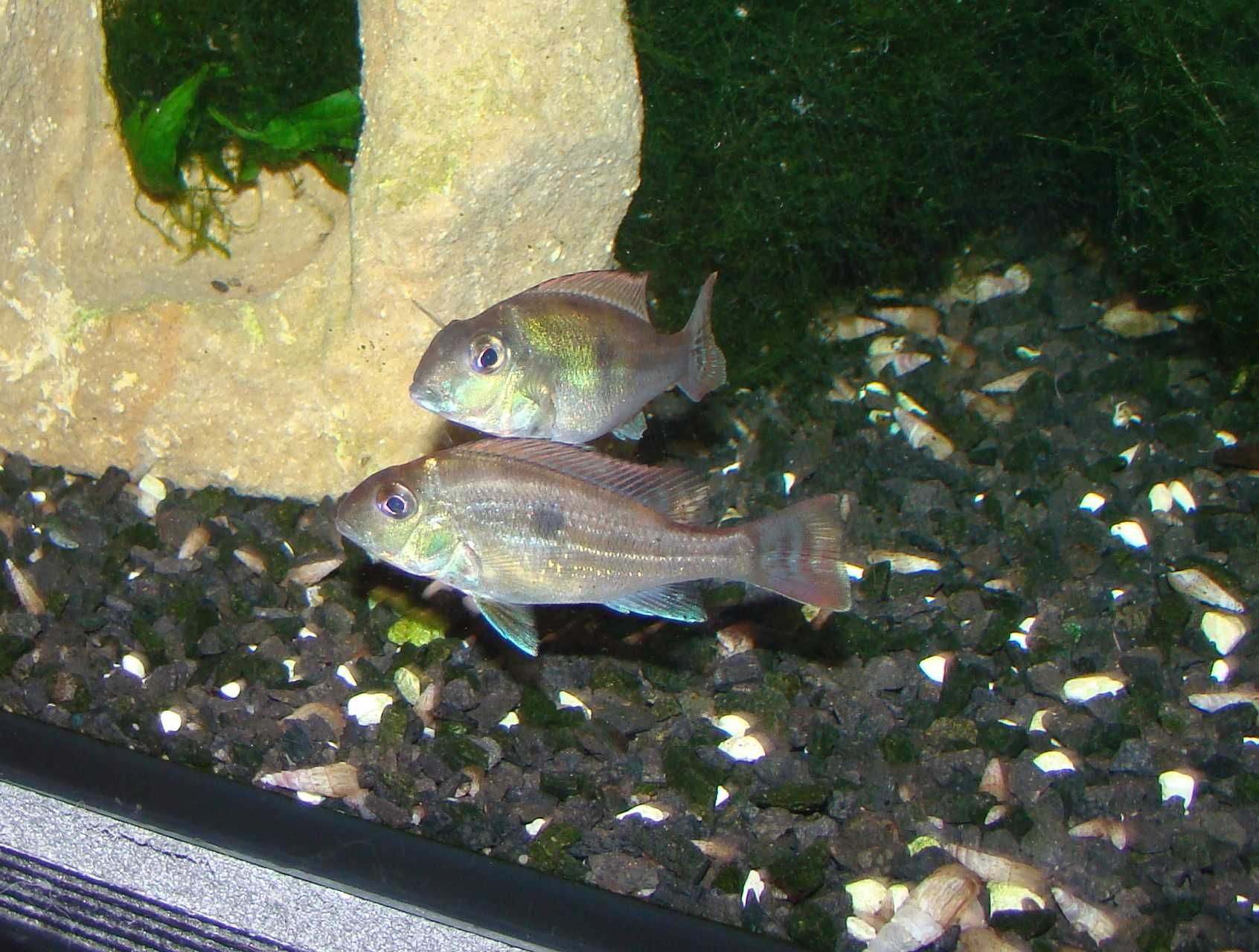 Ziemiojad geophagus sveni