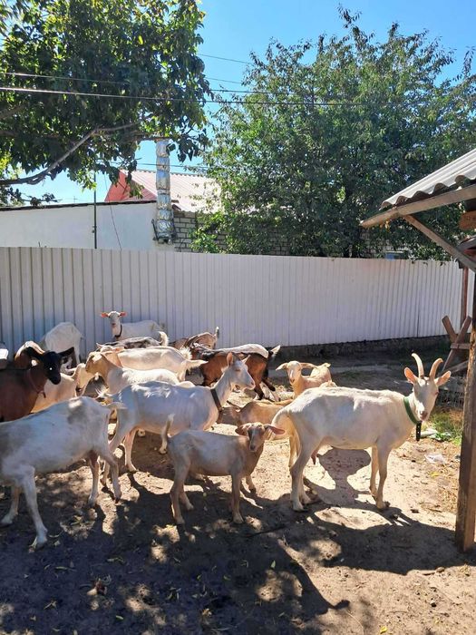 Козы козлята альпы и зааны