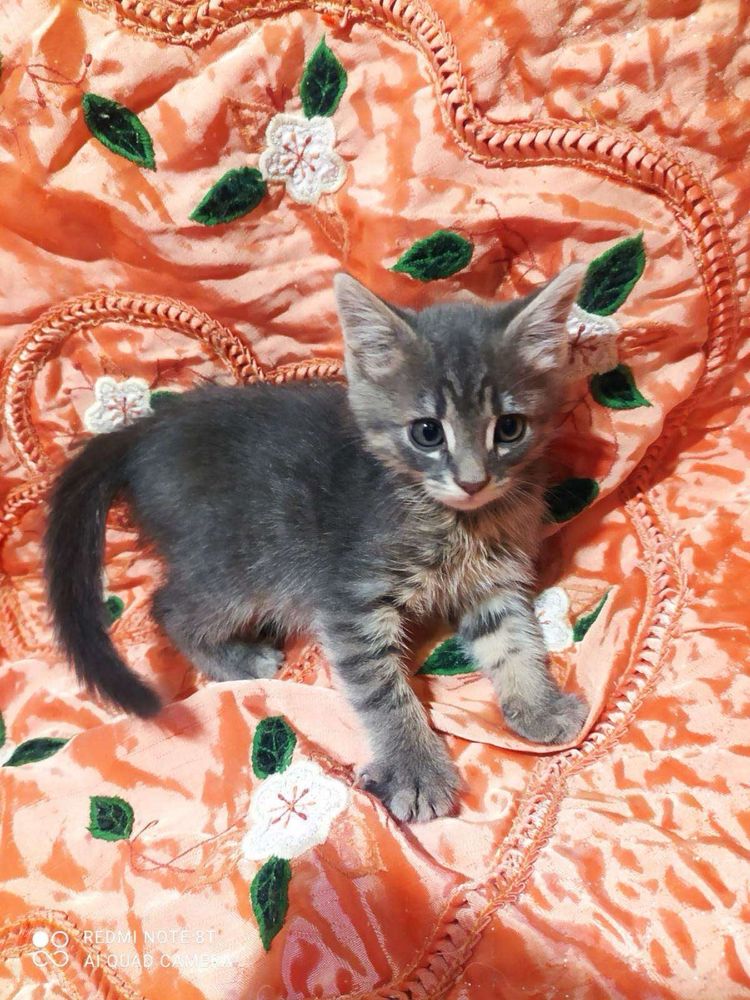 Кошеня. Котенок. Котята. Кошка. Кіт. Кішка.