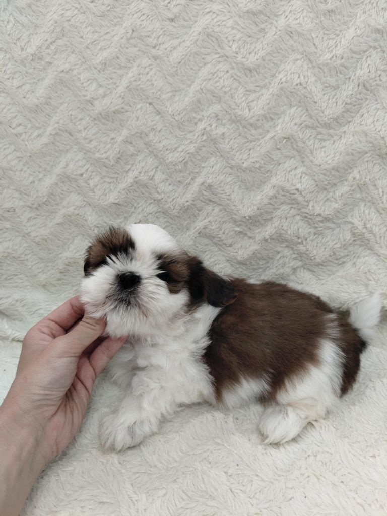 Piękny piesek shih TZU gotowy do odbioru