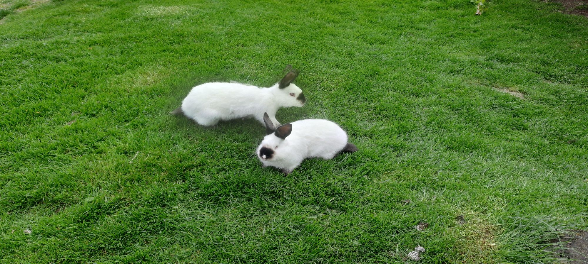 Samce króliki Kalifornijskie