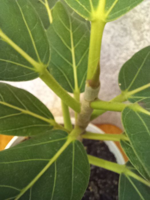 Фикус Андре продам