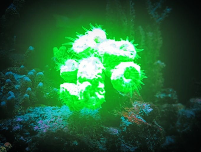 Calustrea mint i green koralowce Olsztyn akwarium morskie