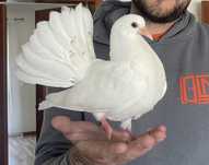 Vendo pombas-da-cauda-de-leque
