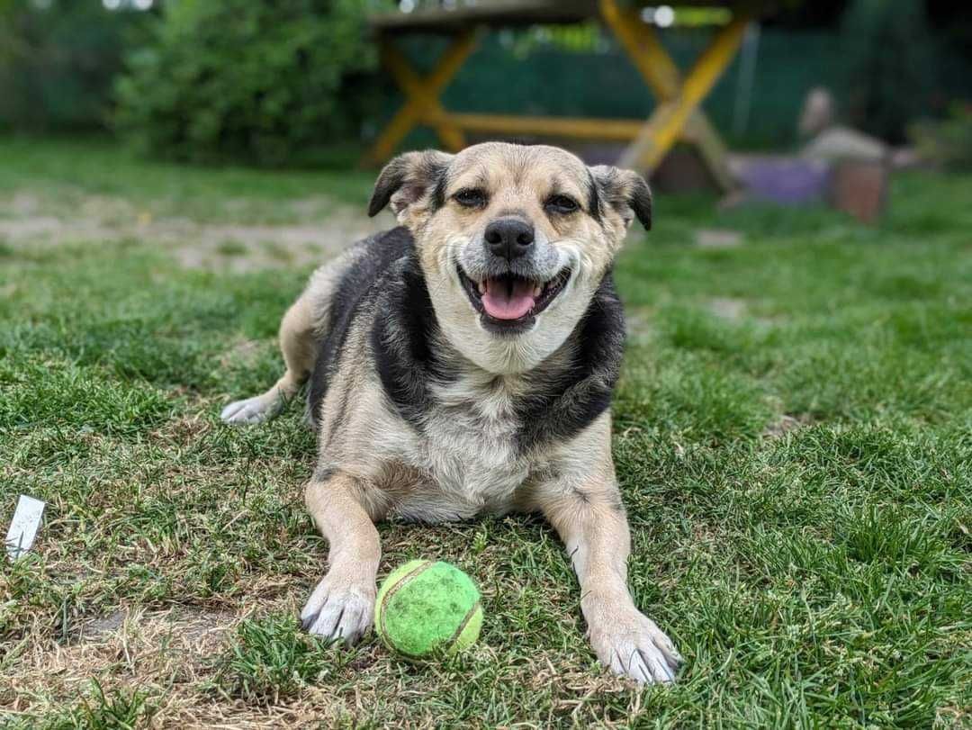 Róża - duża sunia do adopcji