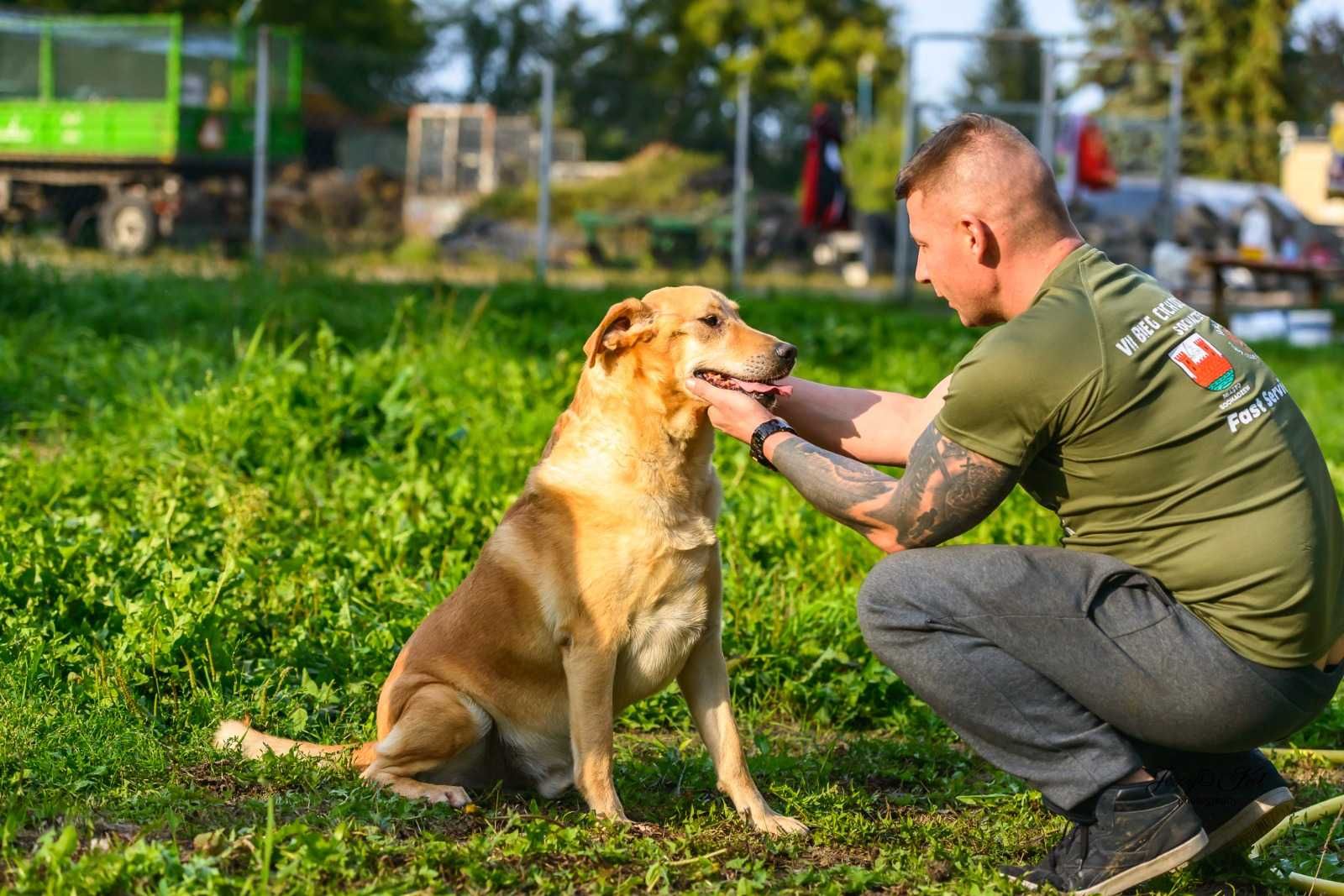 Bezowy psiak w typie labradora - super pozytywny