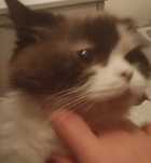 Wyjątkowa kotka Ragdoll