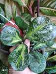 Hoya obovata variegata silver splash