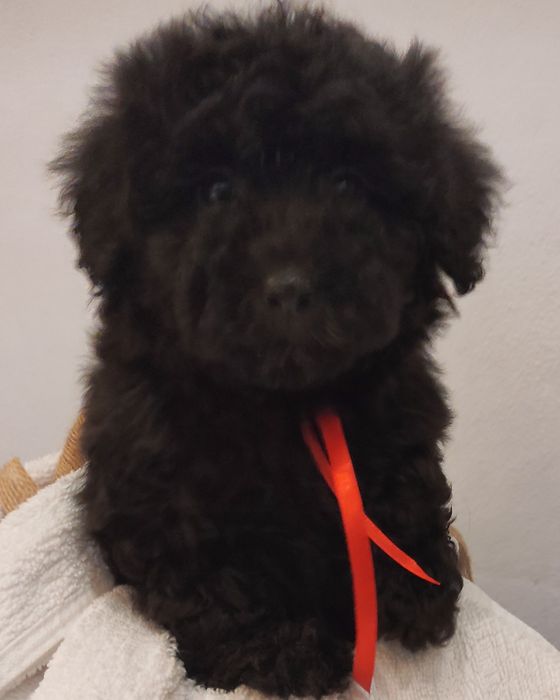 Maltipoo czarna suczka Warszawa pudel maltańczyk