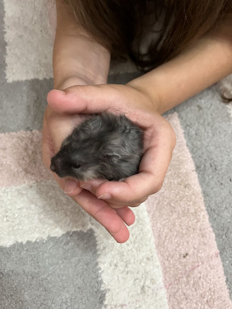 Chomiki syryjskie