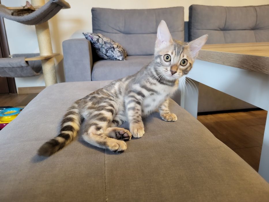 Niebieski Kocurek Bengalski Viking spod Znaku Lwa*PL