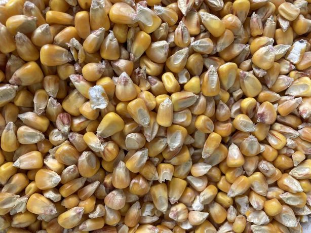 Зерно пшениці та кукурудзи