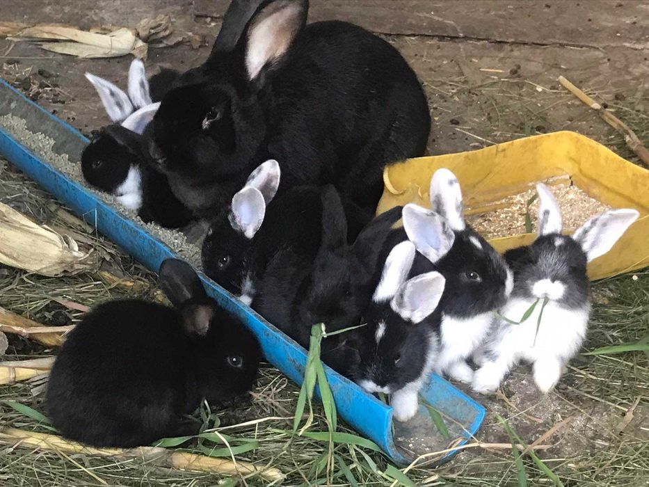 Продам дорослих кролів на плем"я та молодняк.