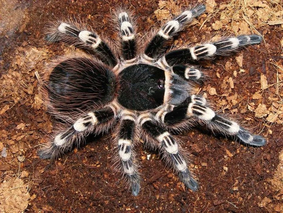 Ptasznik Acanthoscurria geniculata 6,5DC Dorosła Samica