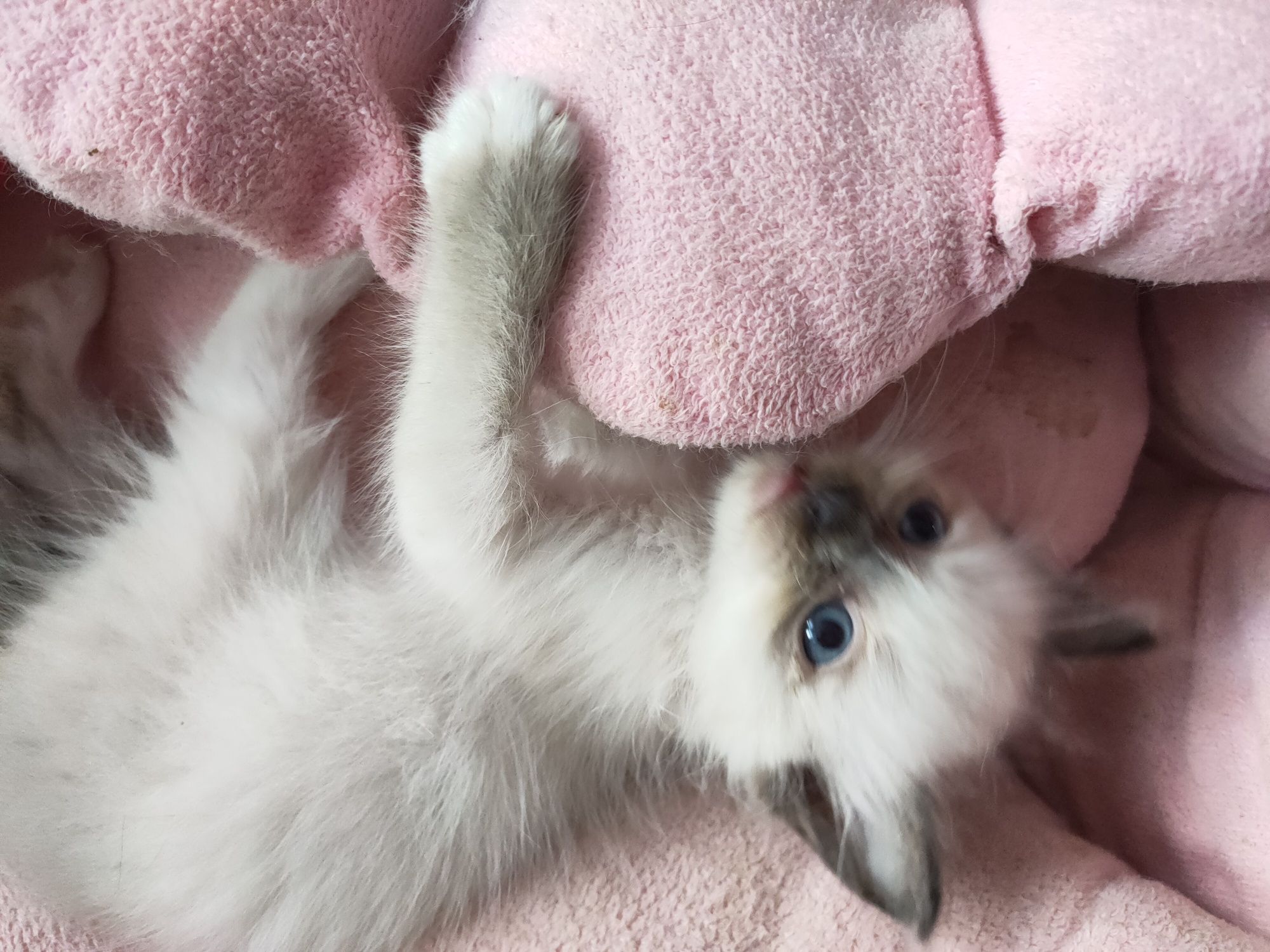 Ragdoll gotowe do odbioru