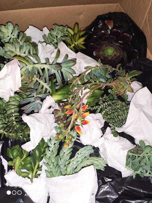 Caixinhas com mudas de suculentas