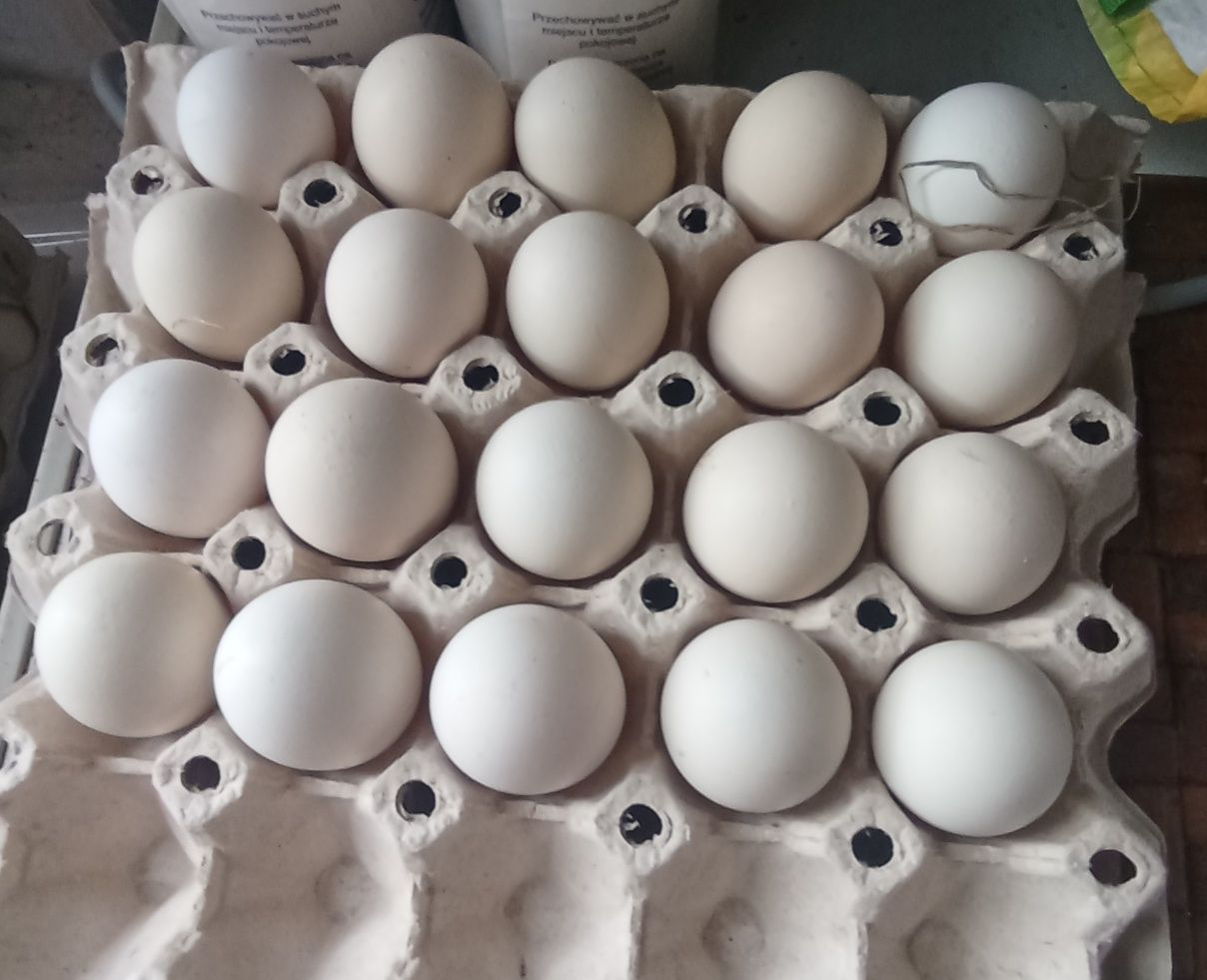 jaja lęgowe zielononóżki kuropatwianej
