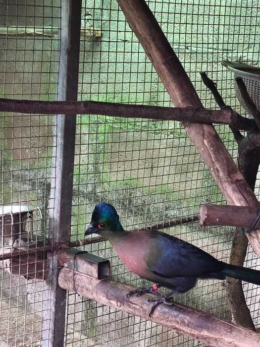 Casal turaco purpura