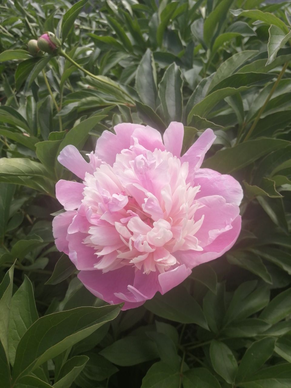 Піон рожевий зі свого саду