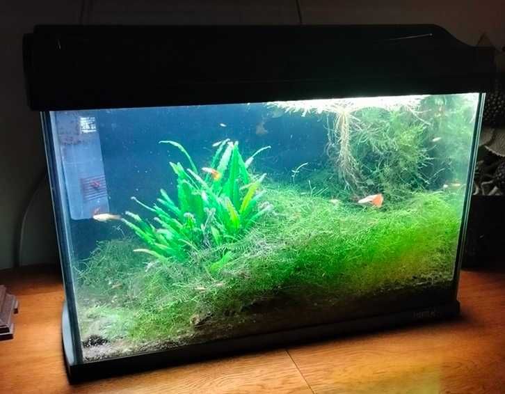 Zestaw akwariowy Tetra AquaArt  - 60 l z życiem