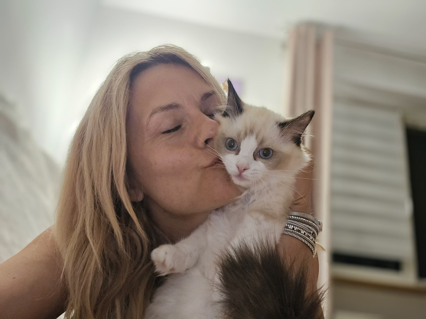 Ragdoll kotka seal bicolour