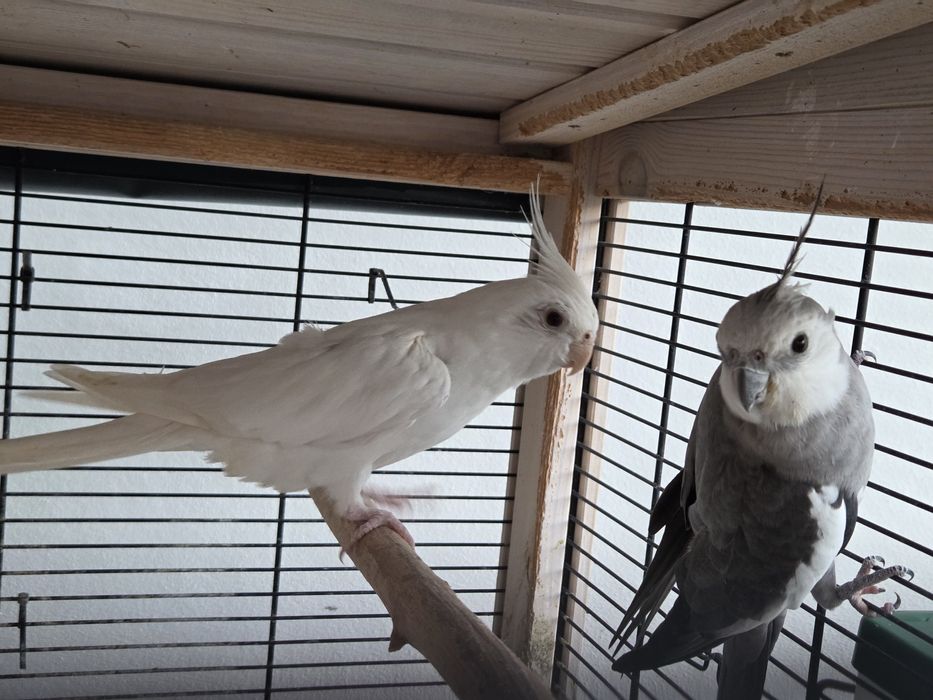 Casal de Caturas 2024