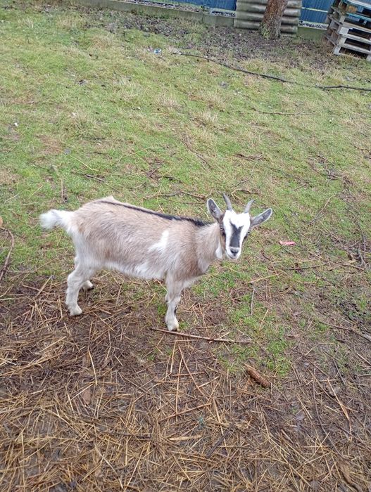 Kózka mloda z tego roku