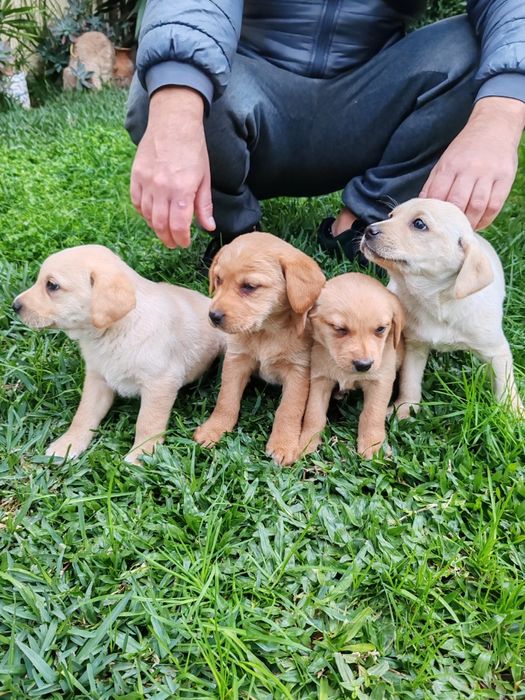 Dou cachorros porte grande x labrador