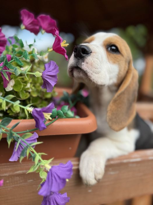 Cudowna mocnej budowy sunia Beagle z rodowodem