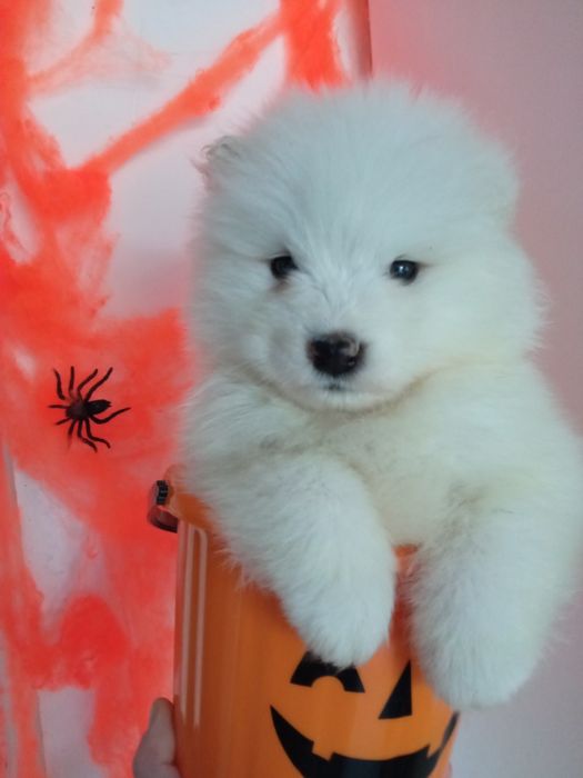 Samoyed szczeniak