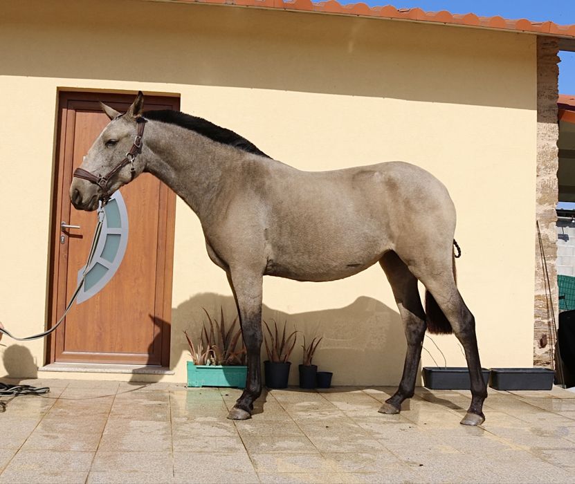 **Poldra 2 anos e meio baia lusitana**