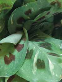 Maranta kerchoveana variegata roślina kolekcjonerska doniczkowa