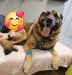 Grzeczny Molos do adopcji