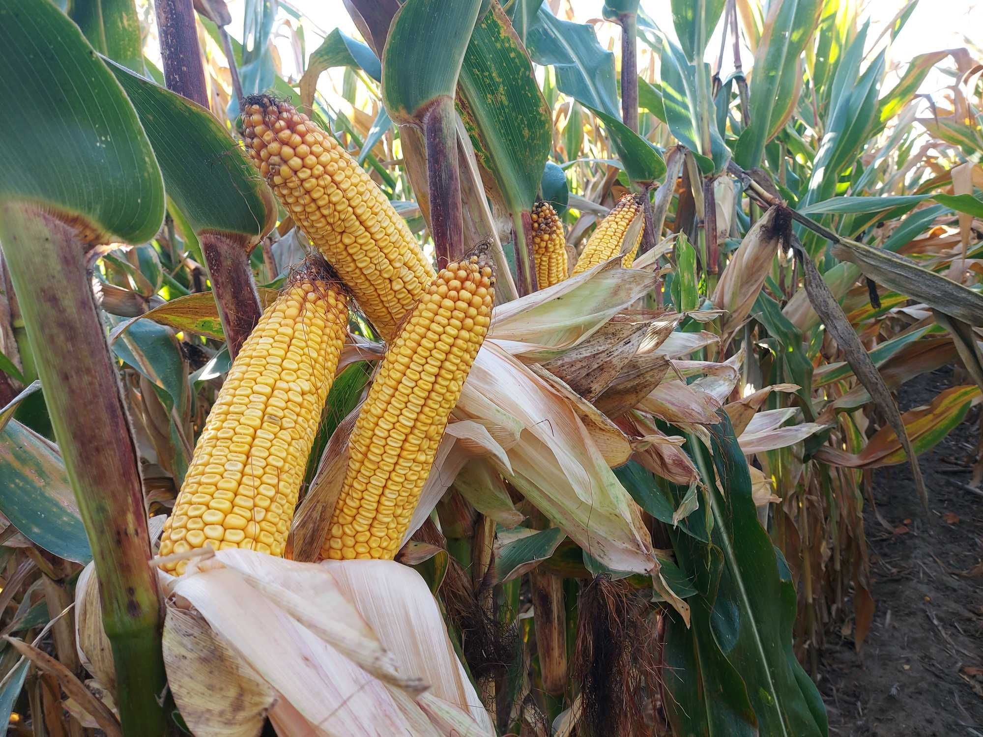 Nasiona kukurydzy kukurydza Mas306.P 23.M 43.P Hulk Darmowa wysyłka