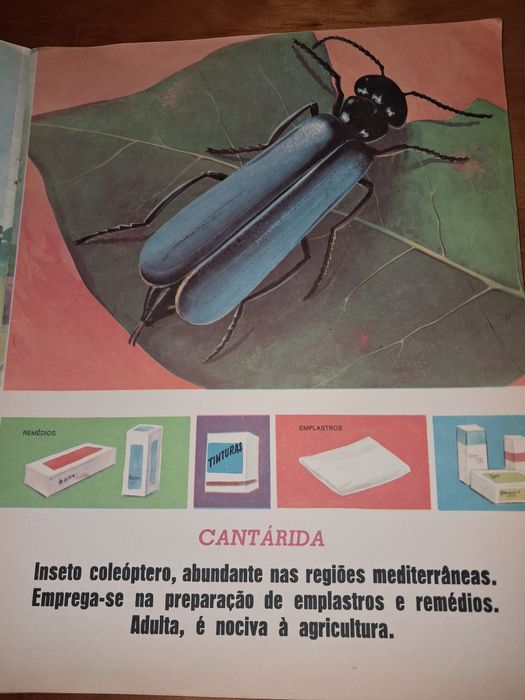 Conjunto de livros Educativos antigos