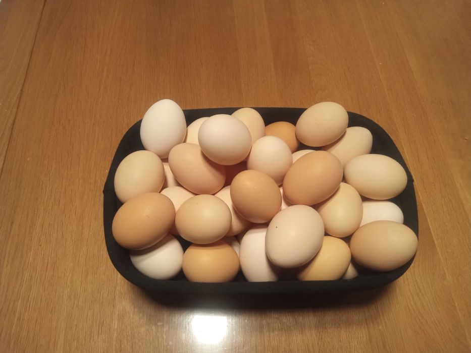 Sprzedam jajka z wolnego wybiegu