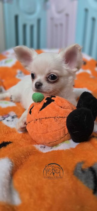 Puszysta biała sunia Zoye chihuahua długowłosa FCI