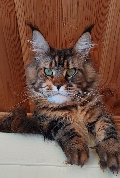 Выведенные кошки из племенной работы.