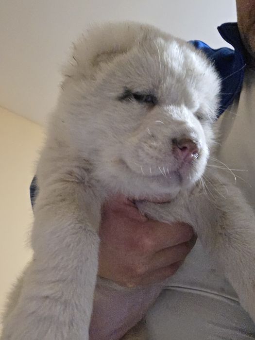 Алабай щенята 1.5 місяці