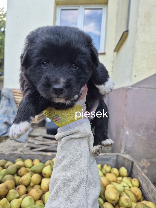 Oddam pieski w dobre ręce