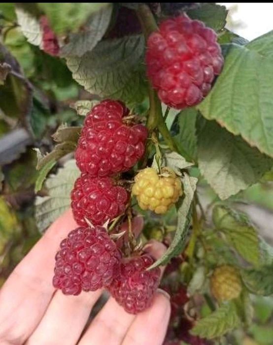 Дейция, морозник, ромашка гибискус ежевика лещина малина унаби зизифус