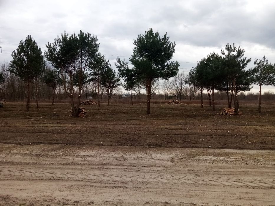 MULCZOWANIE Karczowanie Wycinka drzew Mulczer Leśny Czyszczeniedziałek