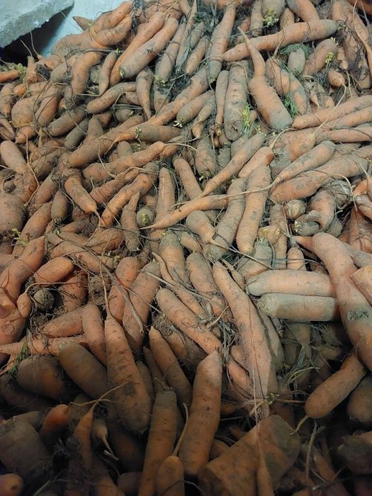 Sprzedam marchew paszową odpadową