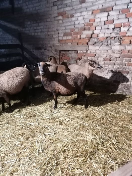 Sprzedam owce kameruńskie kotne