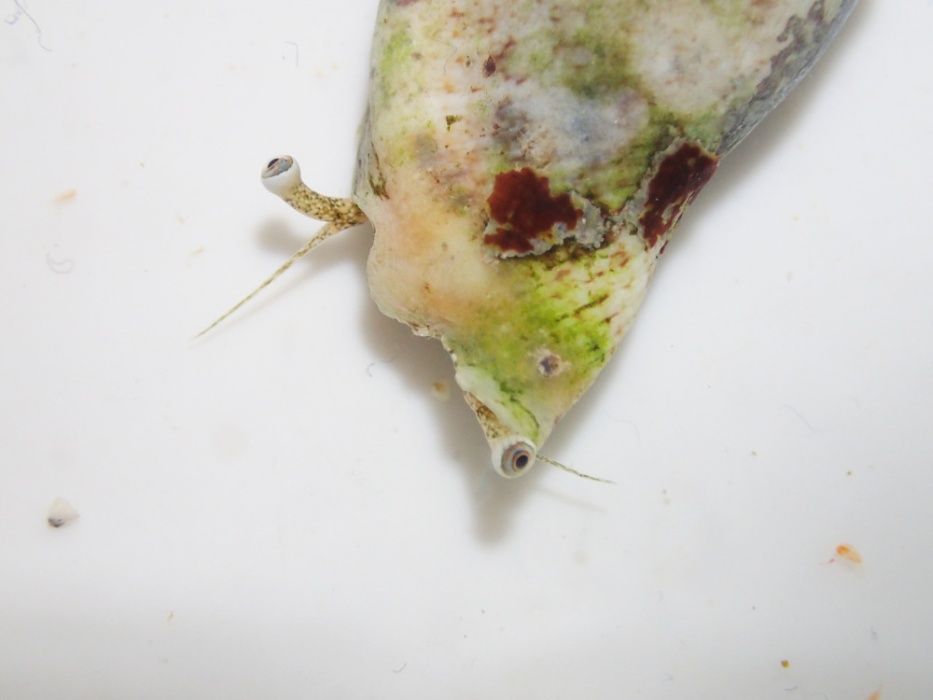 Ślimak Strombus dentatus - akwarium morskie