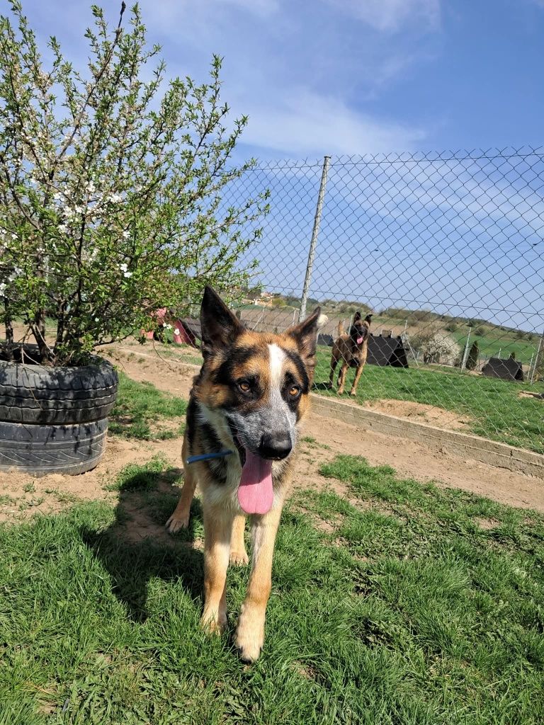 Piękny psi młodzieniec - Imbir do adopcji!