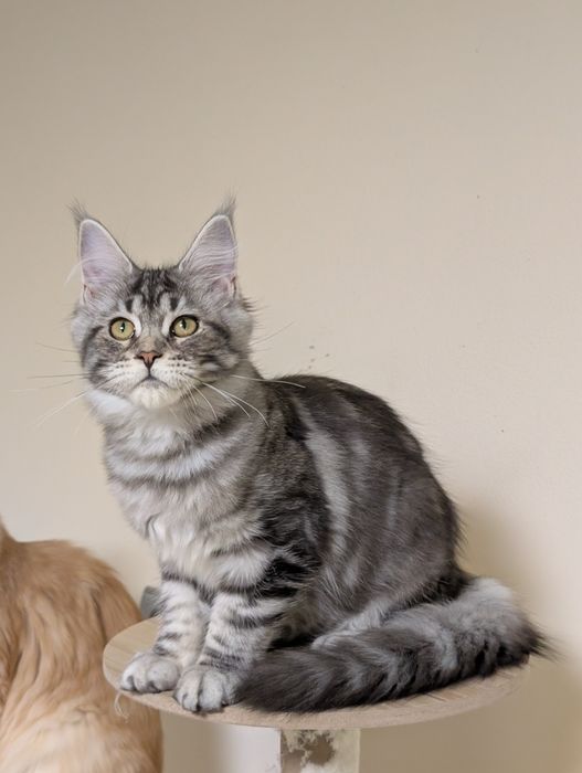 Blixa czarna klasycznie pręgowana kotka Maine Coon. Zapraszamy