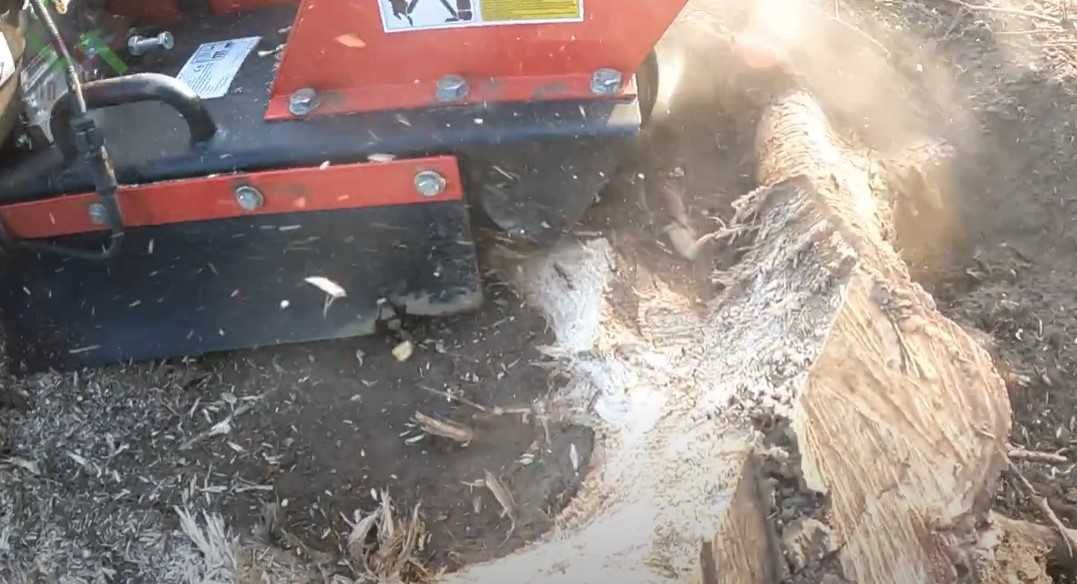 Frezarka do usuwania pni korzeni drzew frez Cedrus FR01 wynajem mocna