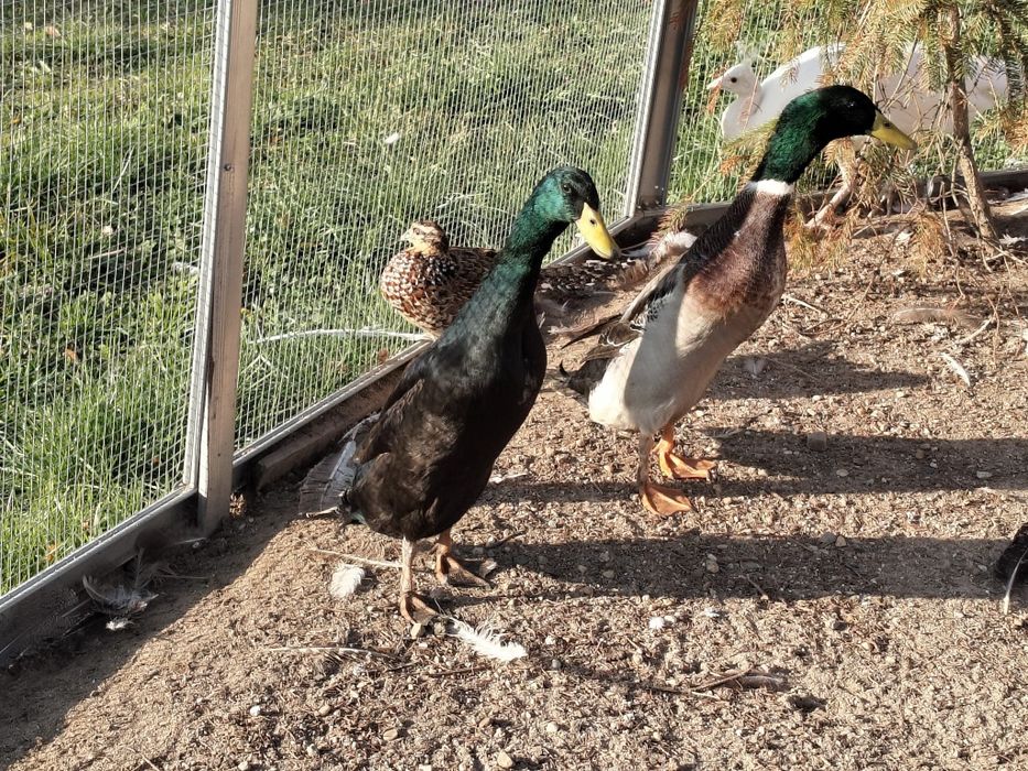 Sprzedam Kaczki Biegus Indyjski