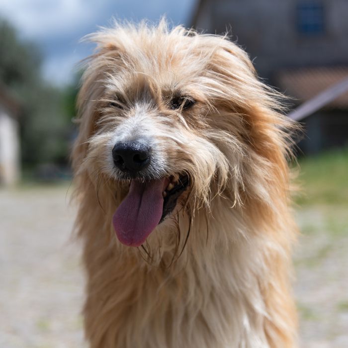 Sebastião procura uma família só para ele